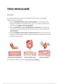 Histologie - Tissus Musculaire