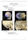 Samenvatting anatomie 4_Schedel en hersenen