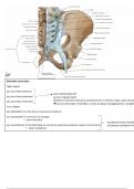 Anatomie - ligamenten en gewrichten