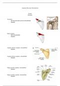 Voordeelbundel musculatuur/botten/gewrichten bovenste extremiteit, schouder thema 9