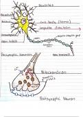 Neuron and Brain Illustrations for Lab Practicals 