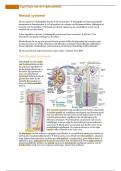 Samenvatting Renaal stelsel -  Fysiologie van het orgaanstelsel (1039FBDBIC)
