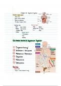 The Digestion System: Simplified Study Notes