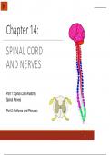 Anatomy and Physiology spinal cord 