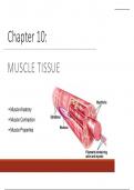 Muscle tissue 