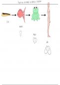 anatomie du système nerveux