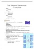 Résumé - bactériologie : Staphylococcus, Streptococcus, Enterococcus