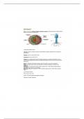 Biol 112 - Virus vs Bacteria review notes 