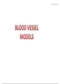 Anatomy and Physiology Blood Vessel Study Guide