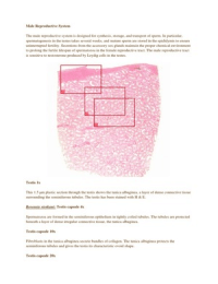HAP21303 - Integrated human physiology - Histologie practicum - voortplanting