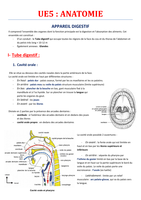Anatomie appareil digestif