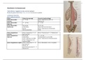 Anatomie schema spieren lichaamswand