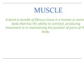 Classification of Muscles