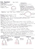 DNA Replication Overview