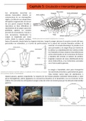 Arthropoda: Circulacion e Intercambio Gaseoso