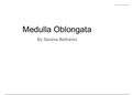 Medulla Oblongata Presentation