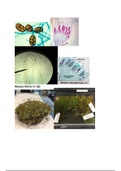 Bio 104 lab slides and pics for practical exam, ferns, mosses, angiosperm, fungi, bacteria summer 2019