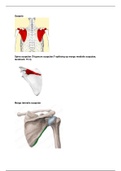  Botstructuren schouder en bovenarm