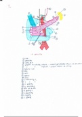 Anatomie Tube Digestif Pr.Fontaine (2)