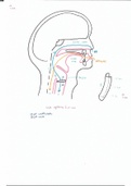 Anatomie Tube Digestif Pr.Fontaine (1)