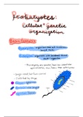 Prokaryotes I Summary
