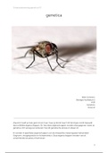 Drosophila melanogaster verslag biologie VWO volledig