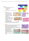 Tissue Biology Lecture notes part 2