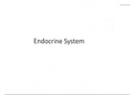 Endocrine System Notes 