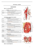 Anatomie (orgio, insertie en functie : OE en BE) 