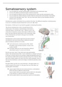 Summary lecture somatosensory system (neuroscience)