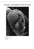 Wing experiments on Drosophila Melanogaster