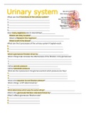 A&P 2- urinary review sheet 