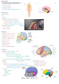 Het zenuwstelsel jaar 1 (anatomie en fysiologie)