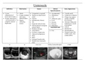 Urinary System Pathology Part 1 - Ultrasound