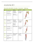 Alle informatie over de spieren van de anatomielijst