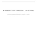 Anatomie humaine et physiologie II 1506 Lecture 4.