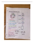 Mitosis and the cell cycle diagram