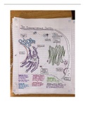 endomembrane drawing
