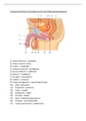 Samenvatting  Anatomie en fysiologie mannelijke geslachtsorganen