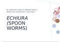 Spoon worms Presentation