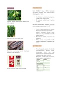 Plantation Products in Indonesia