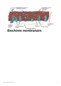 Fiche résumée du cours de biologie des membranes de L3