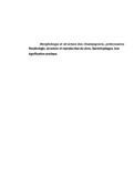 Morphologie et structure des champignons, protozoaires
