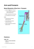 Anatomy of the Arm and Forearm