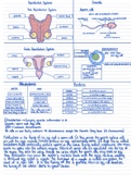 Reproductive system Biology ks3